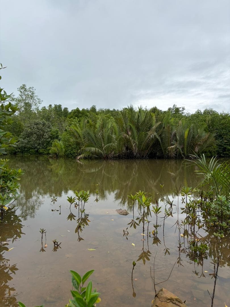 Malaysian mangrove landscape 1