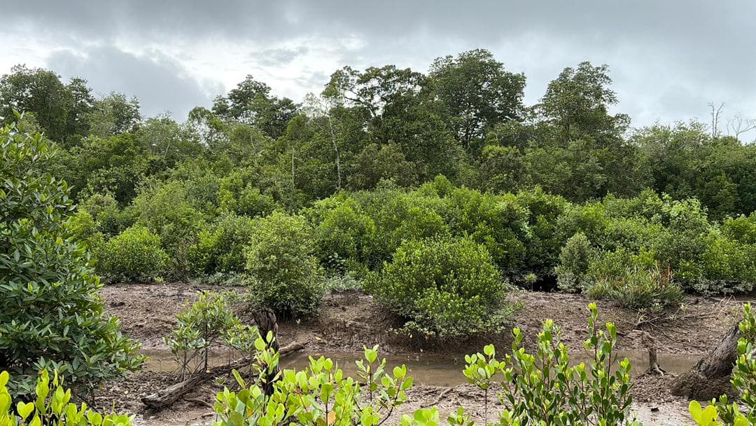 Malaysian mangrove landscape 10