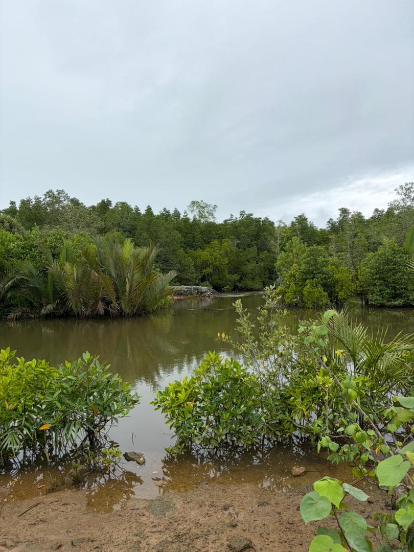 Malaysian mangrove landscape 14