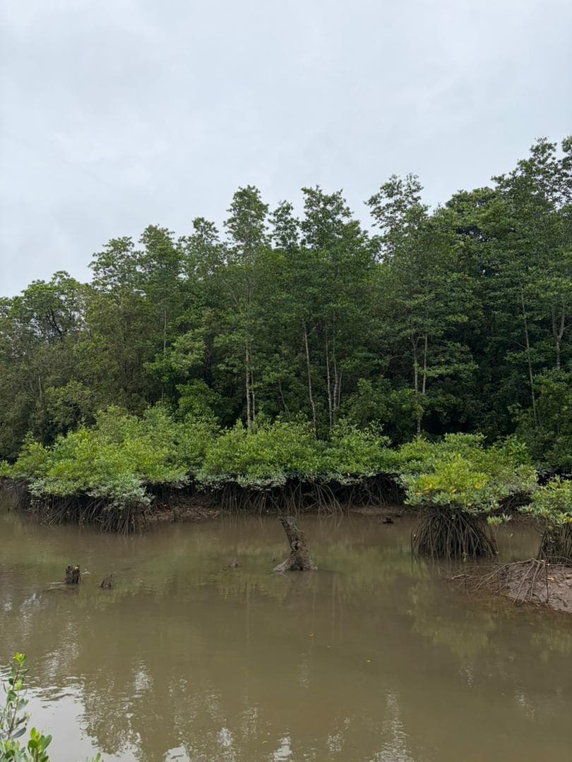 Malaysian mangrove landscape 15